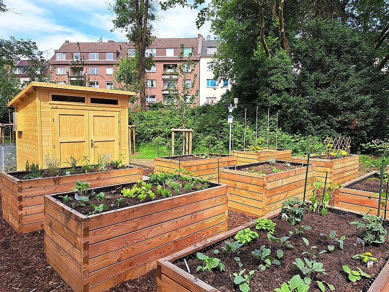 Mehrere Hochbeete, gefüllt mit einer Vielzahl von Pflanzen, die in einem gepflegten Garten angeordnet sind.