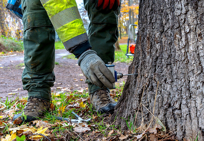 Person mit Arbeitshandschuhen und Warnjacke bohrt ein Gerät in einen Baumstamm
