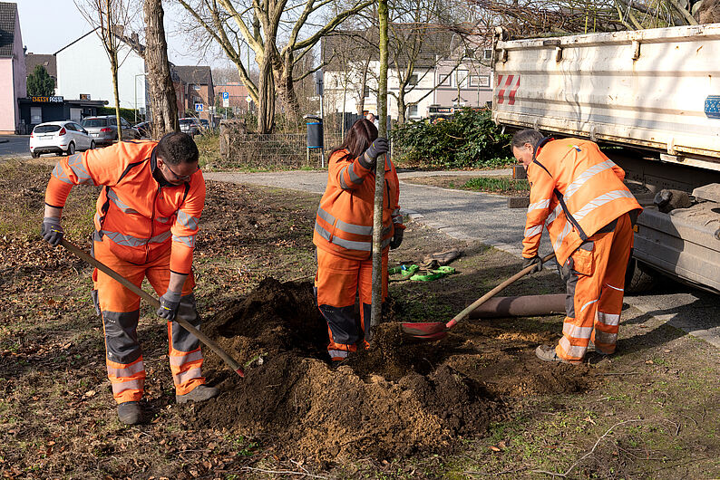 Drei Personen in orangefarbener Arbeitskleidung pflanzen einen Baum auf einem städtischen Grünstreifen