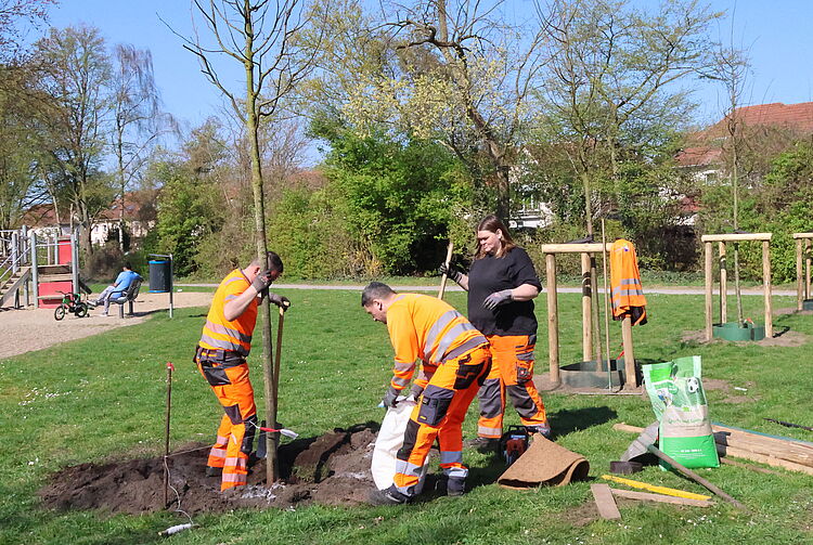 Drei Personen pflanzen einen Baum in einem Park, sie tragen orange Arbeitskleidung.