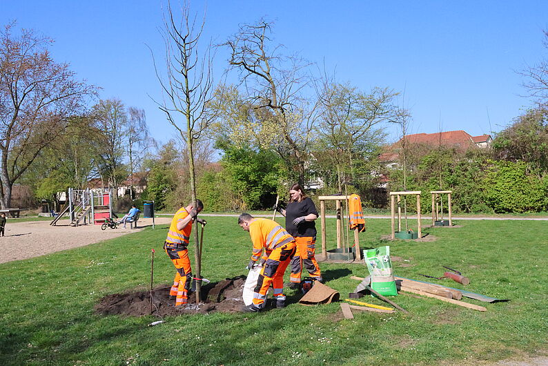 Drei Personen pflanzen einen Baum in einem Park, sie tragen orange Arbeitskleidung.