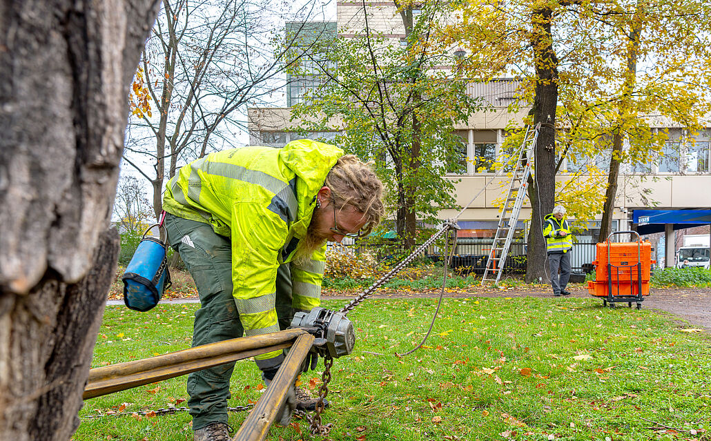 Person in gelber Warnjacke beugt sich über eine Zugvorrichtung mit Kette, die zwei große Bäume miteinander verbindet. Im Hintergrund steht eine weitere Person neben einer Leiter und einem orangen Koffer