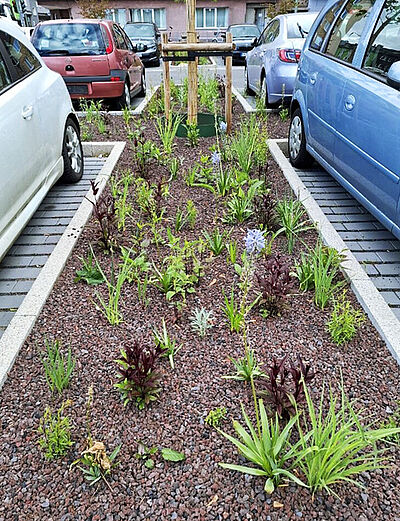 Begrünte schmale Fläche mit verschiedenen Stauden zwischen zwei geparkten Autos auf einem Parkplatz
