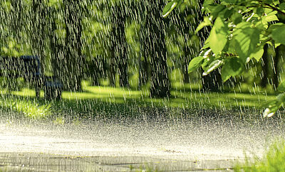 Regen fällt auf eine Straße neben grünen Bäumen und Sträuchern