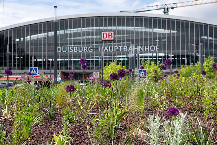 Blick auf den Duisburger Hauptbahnhof mit blühenden Stauden im Vordergrund und zwei Baukränen im Hintergrund