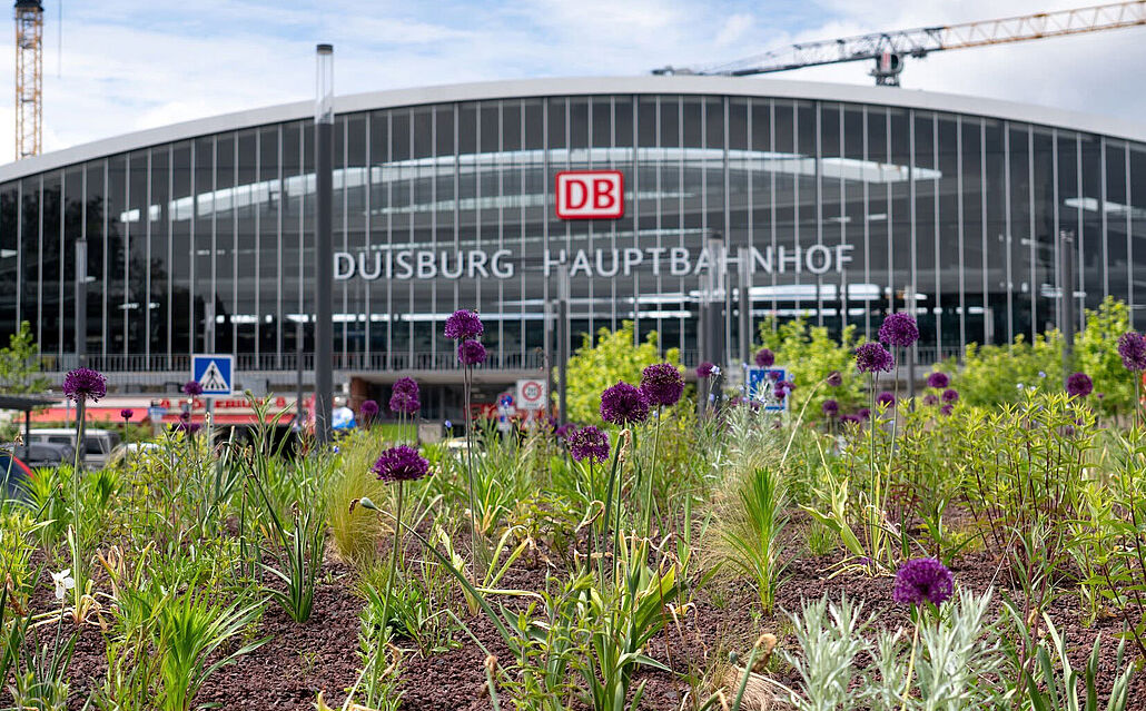 Blick auf den Duisburger Hauptbahnhof mit blühenden Stauden im Vordergrund und zwei Baukränen im Hintergrund