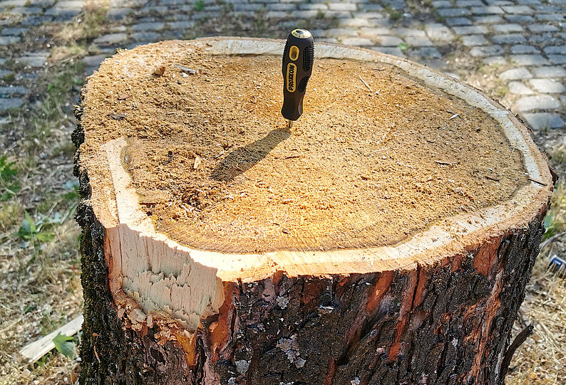 Schraubendreher steckt senkrecht in der Oberfläche eines Baumstamms im Freien.