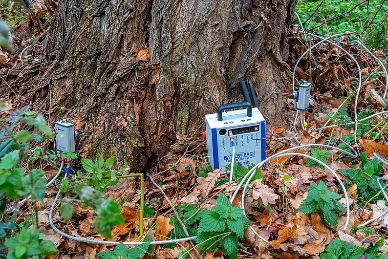 Messgeräte mit Kabeln sind am Fuß eines großen Baums angebracht